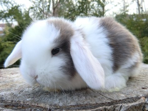 Zwergwidder havanna-weiß WO Holländer BAT weiblich