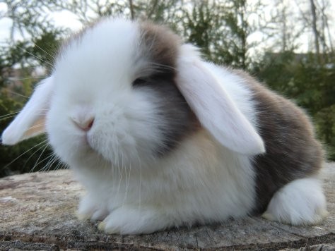 Zwergwidder havanna-weiß WO Holländer BA männlich