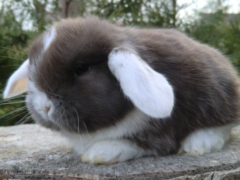 Zwergwidder havanna-weiß WO BAT männlich