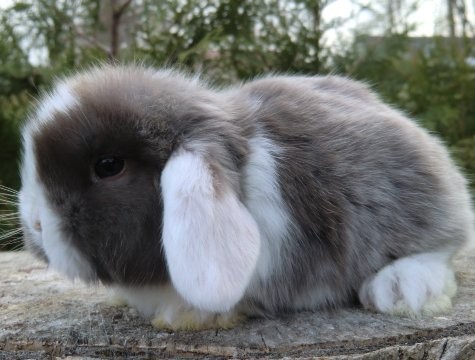 Zwergwidder havanna-weiß WO BAT weiblich