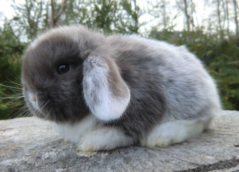Zwergwidder havanna-weiß WO BAT männlich