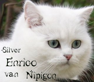 Silver Enrico van Nipigon, BKH chinchilla