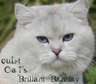 cuLt CaTs Brillant Barclay, BKH  shaded point