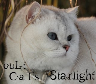 cuLt CaTs Starlight