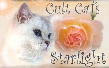 cuLt CaTs Starlight, seal silver shaded point
