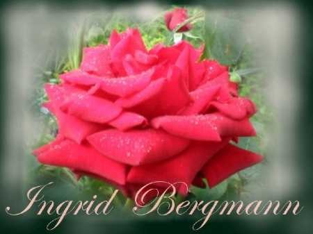 Rose Ingrid Bergmann