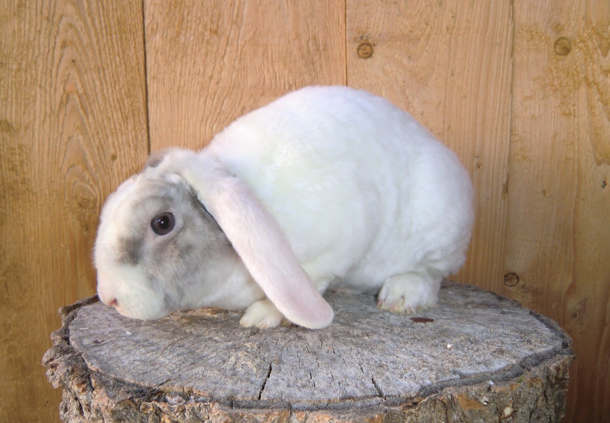 Rexsatinzwergwidder weiß lilac