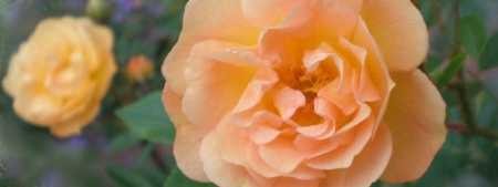 Die Rose: Ghislaine de Feligonde