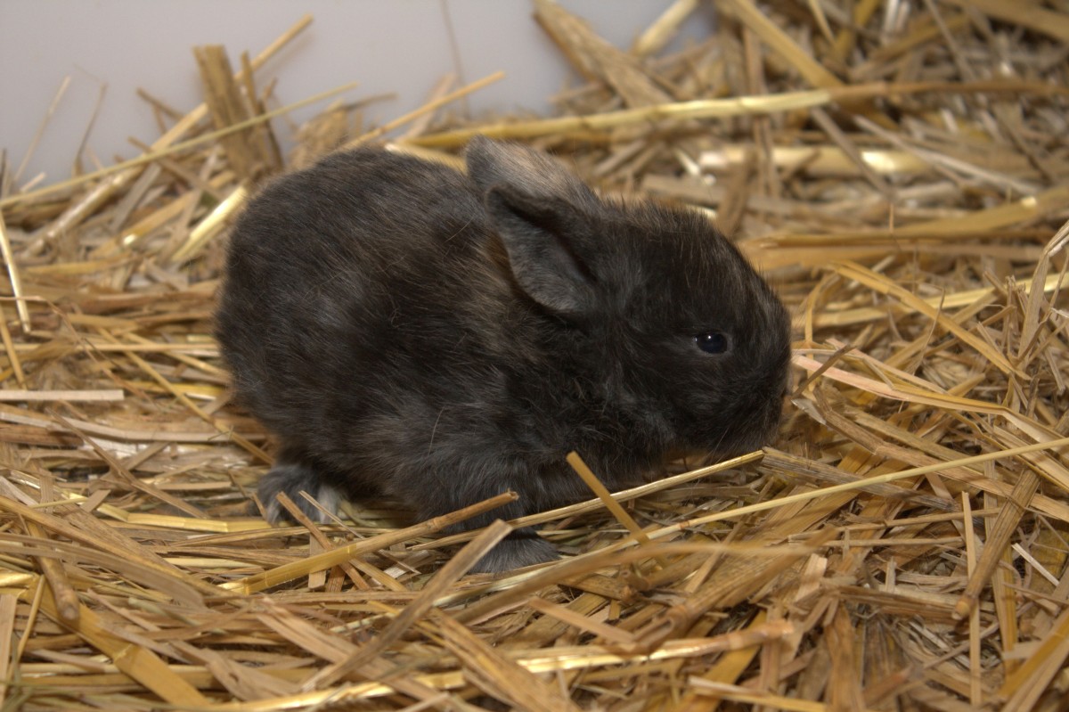 Zwergwidder Japaner weiße Schnippe