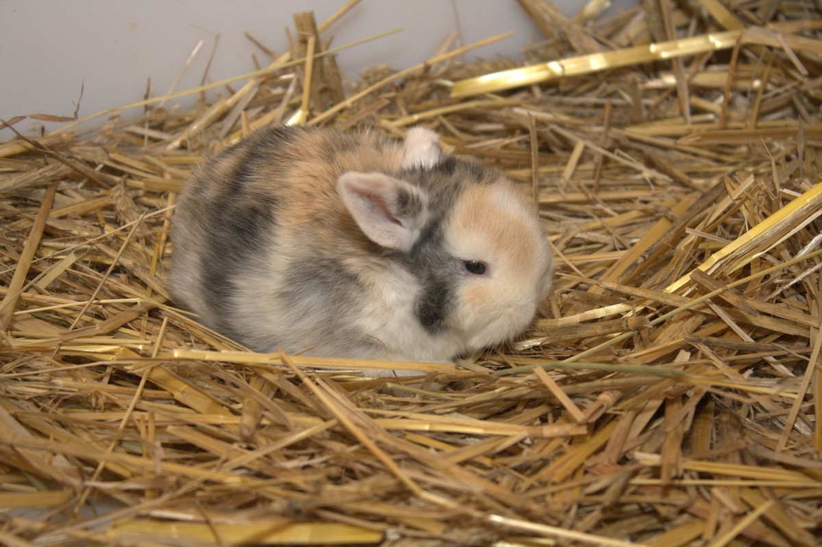 Zwergwidder Japaner WO