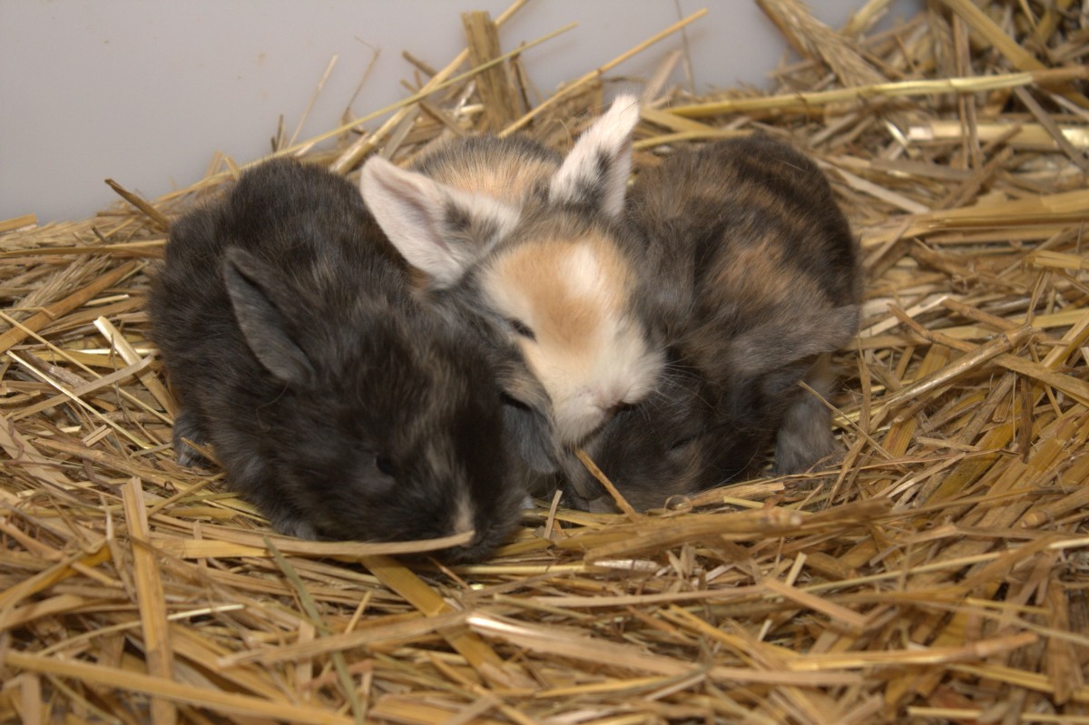 Zwergwidder Japaner WO