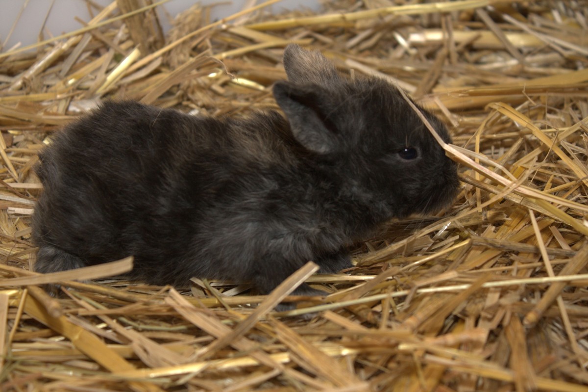 Zwergwidder Japaner weiße Schnippe