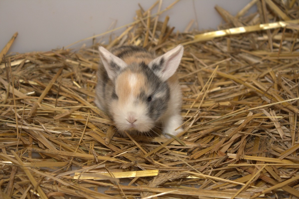 Zwergwidder Japaner WO