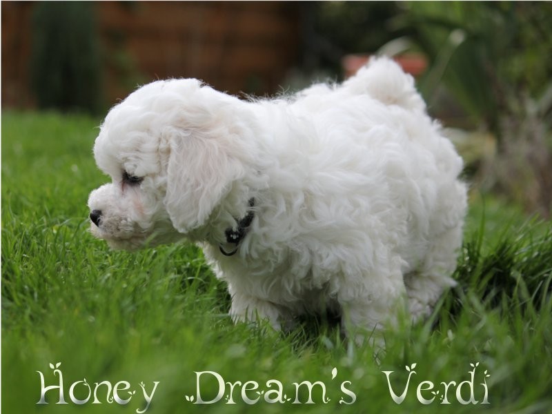 Honey Dream's Verdi