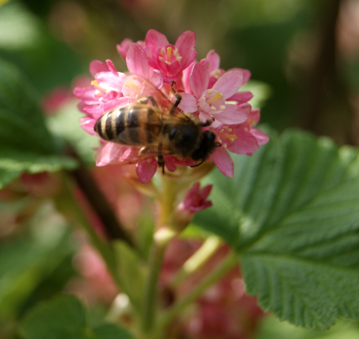 Biene in den Blüten