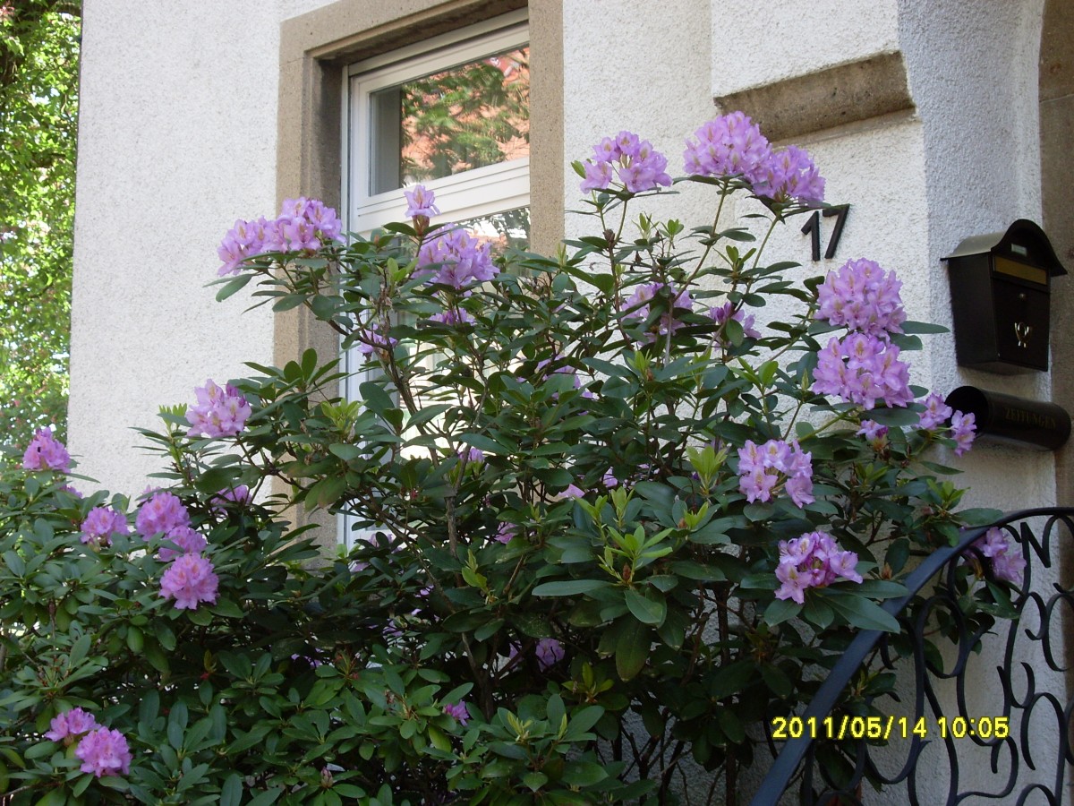Rhododendron Mai 2011