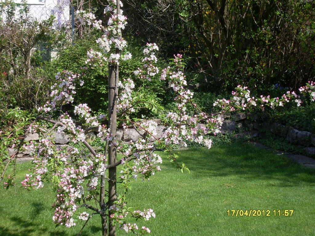 Apfelblüte im April 2012