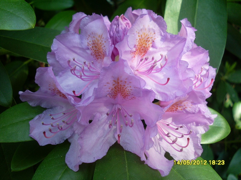 14.5.2012 Rhododendron
