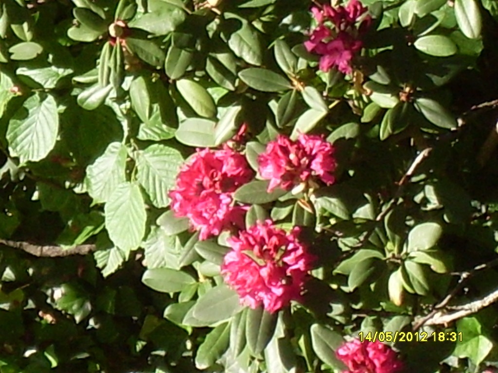 14.5.2012, Vorgarten, Rhododendron