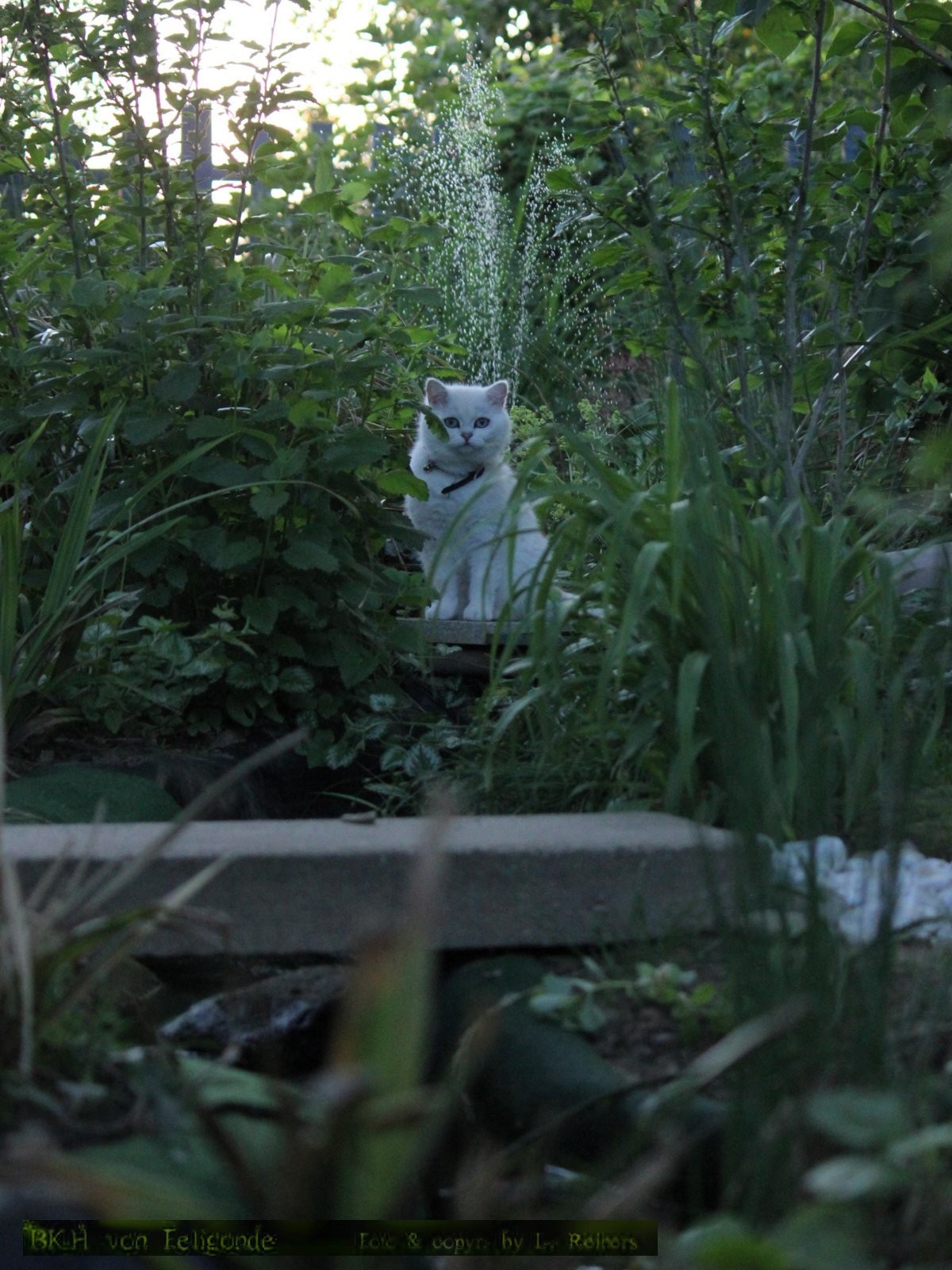 Katzen Garten