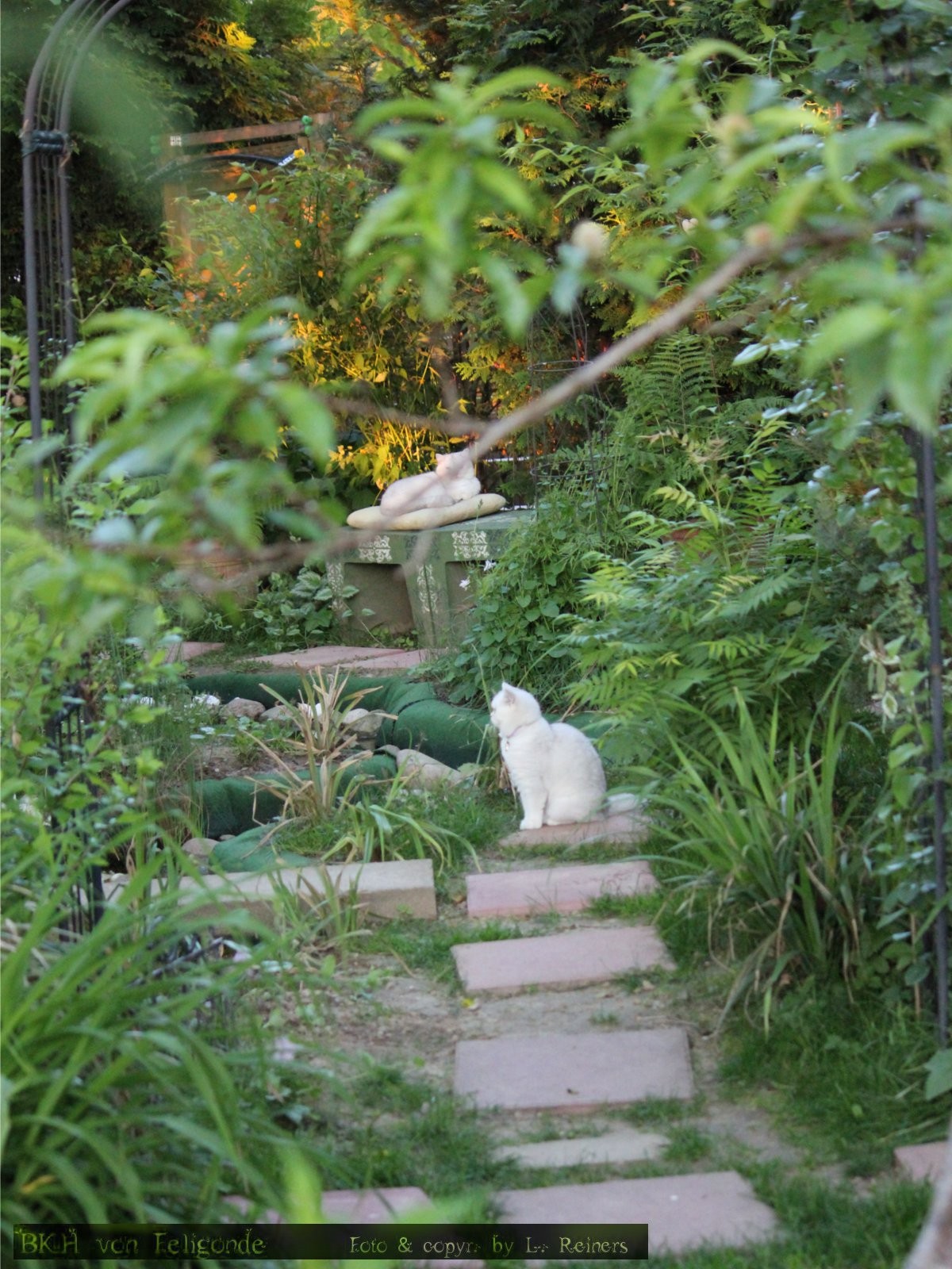 Katzen Garten