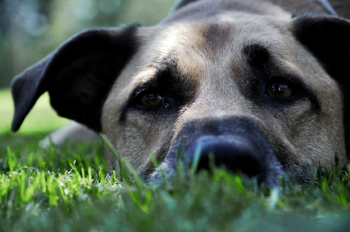 Hund, liegend im Gras