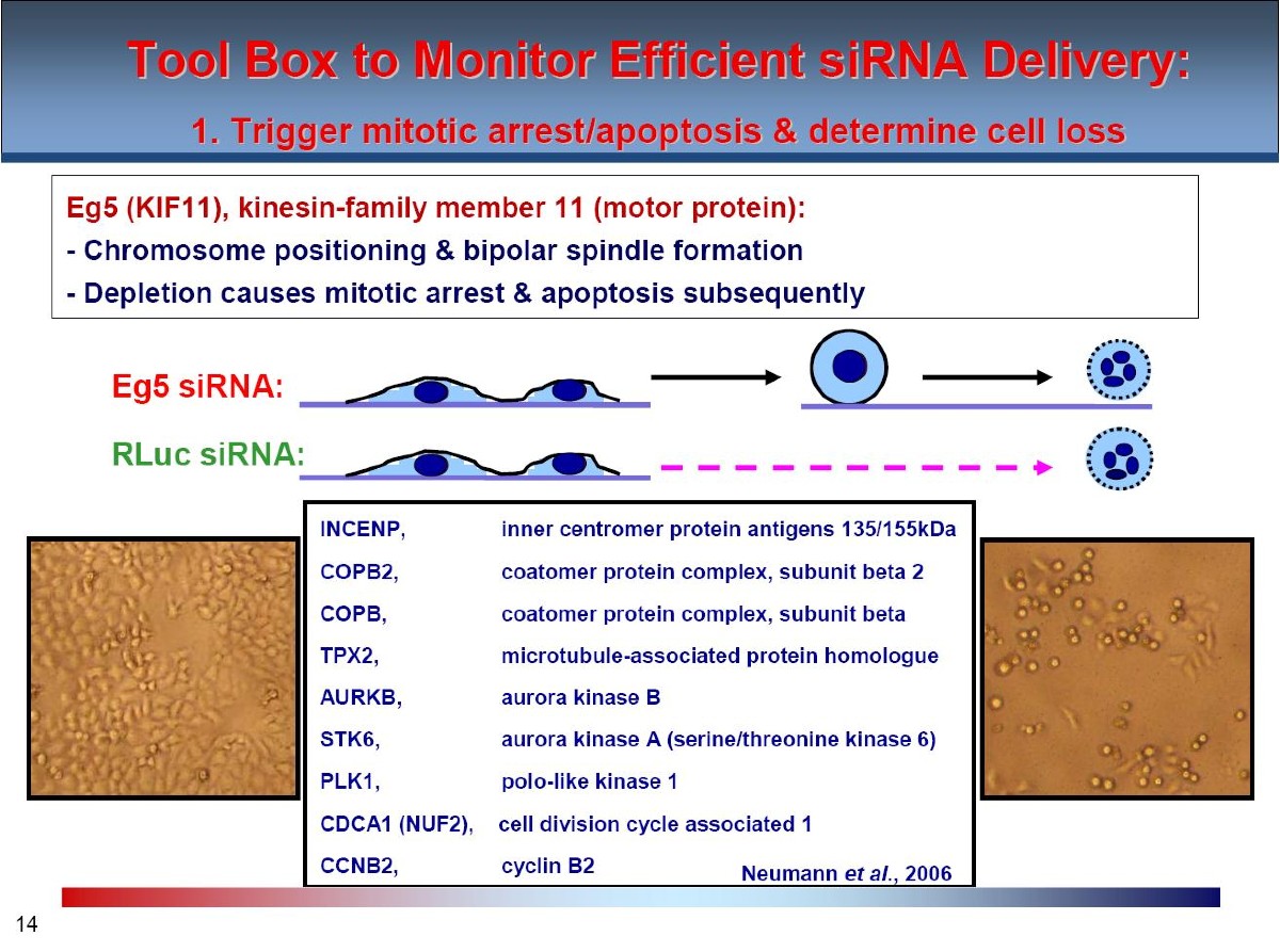 targets to demonstrate siRNA delivery