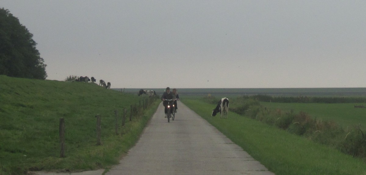 Kuh auf Radweg