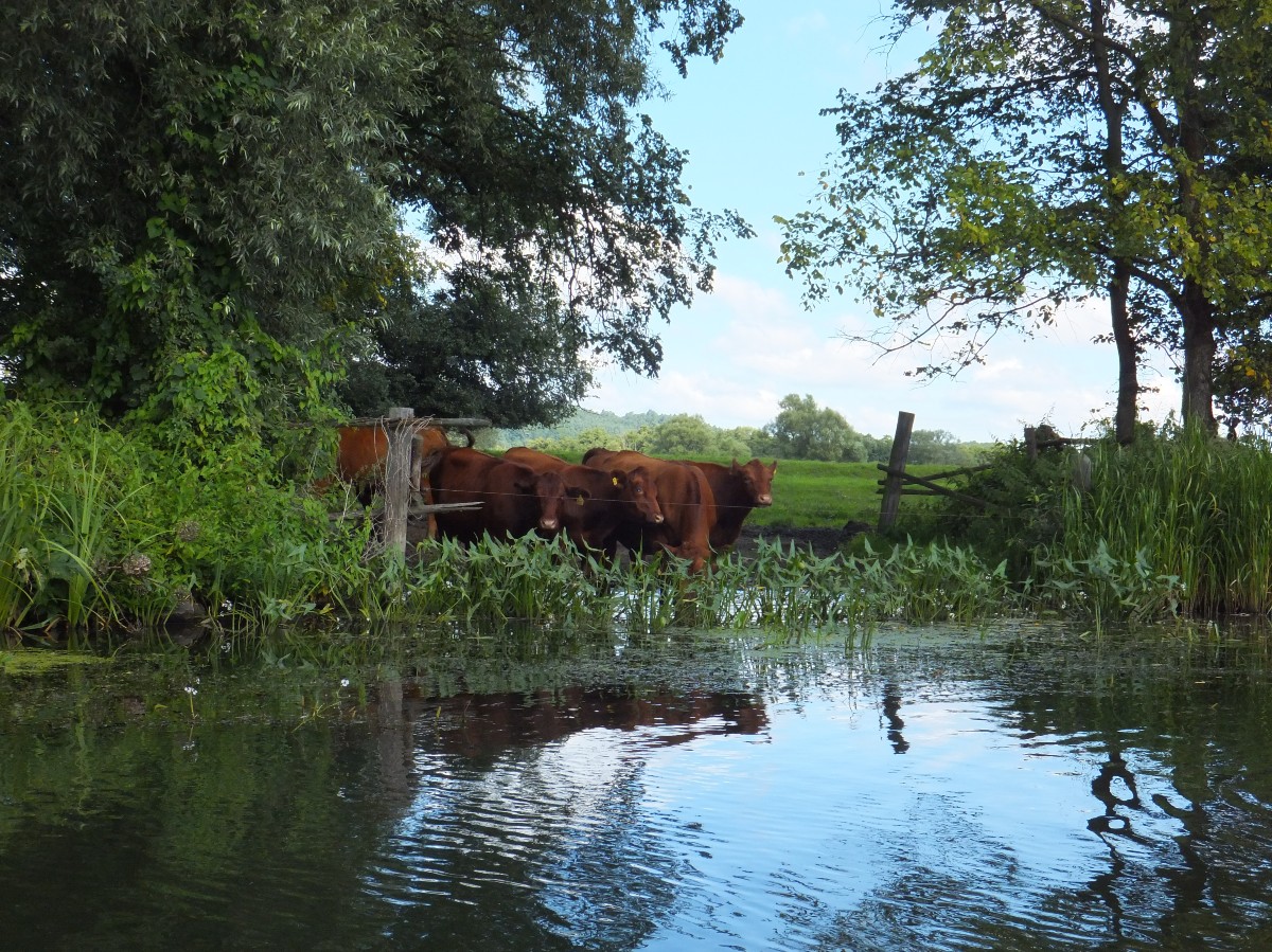Rind Kanal Kanu Paddeln Wasser Weide Kuh Schilf