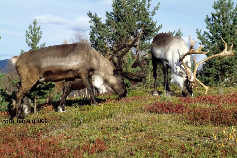 Rentiere Sápmi Lappland Schweden Herbst Sarv