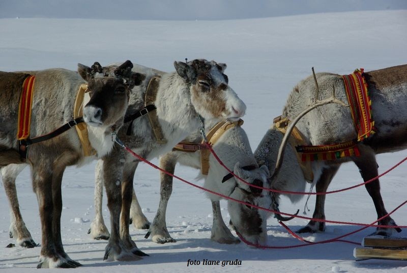 Rentiere Sápmi Schwedisch Lappland