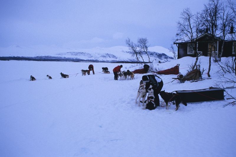 Siberian Husky Schweden Lappland 