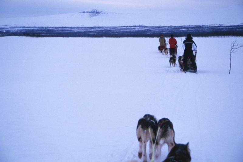Working Siberian Huskies, Schwedisch Lappland (fot