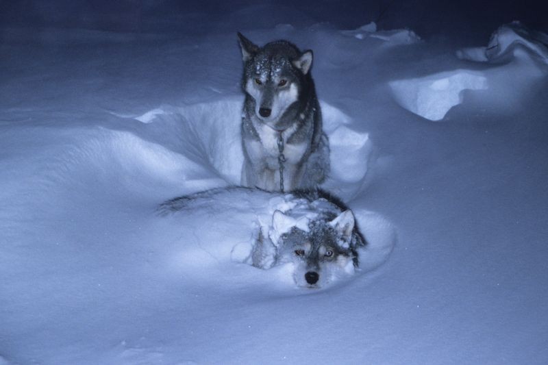 Siberian Husky Schweden Lappland eingeschneit