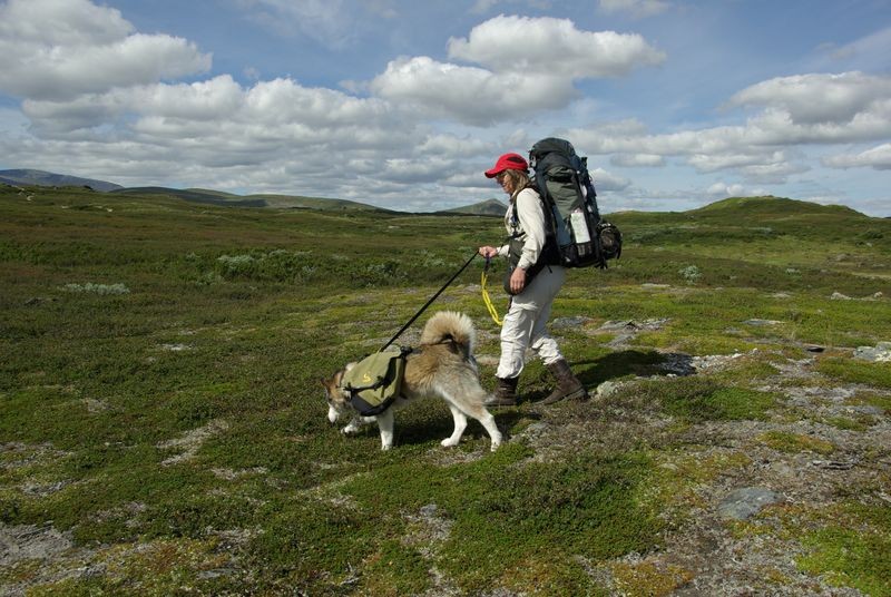 Siberian Husky Tundra Packtaschen Čuobbu