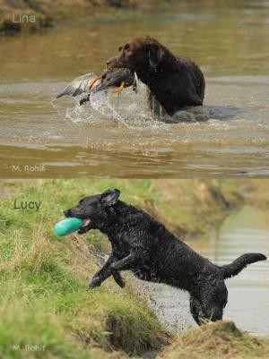 Hundephysiotherapie An Rhein Erft Referenzen