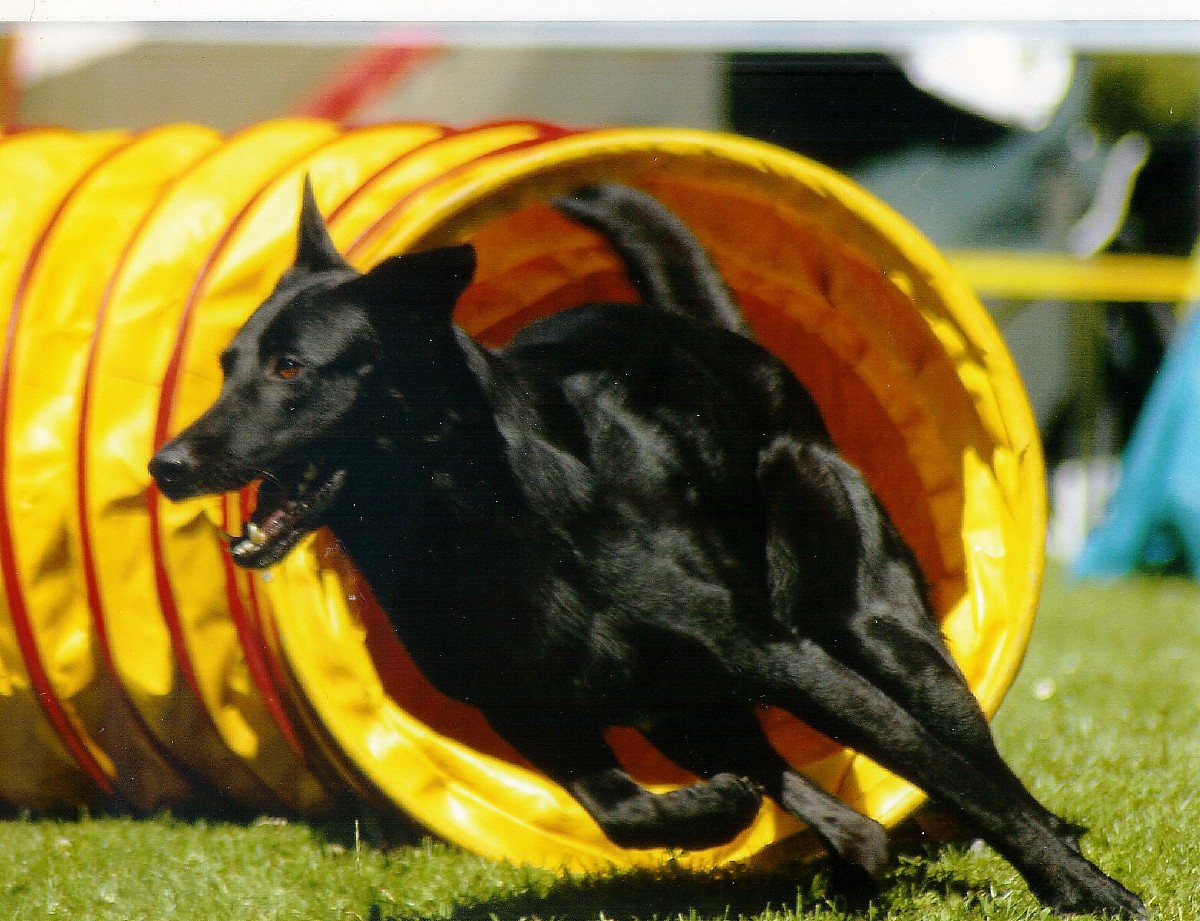 EQUICANIS Pferd &amp; Hund tierisch fit in Haßloch Agility