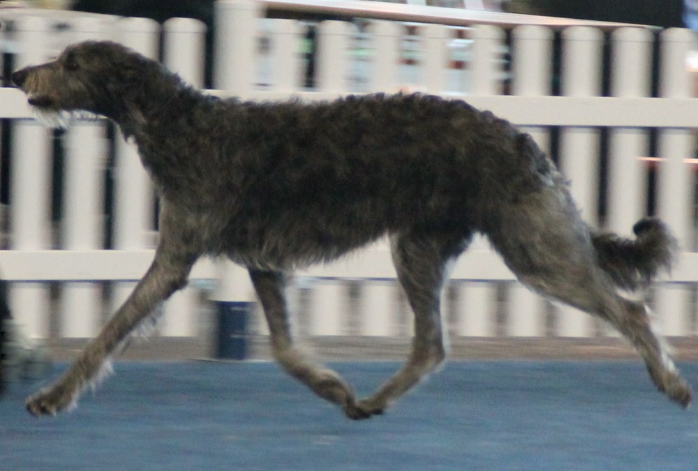 Deerhound auf Hundeausstellung, Scottish Deerhound
