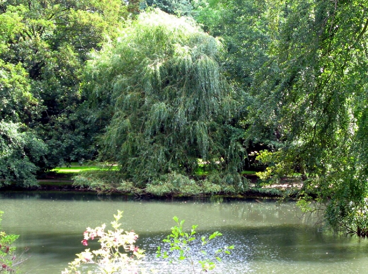 Blick auf eine Weide im Schlosspark