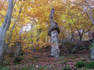 Knorrige Bäume am Urwaldsteig