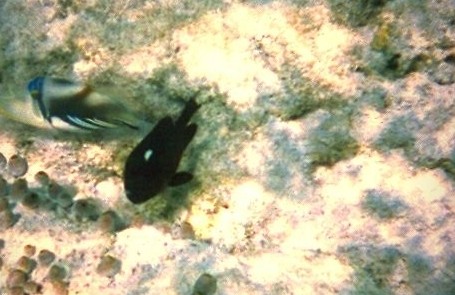 Dreifleck-Preußenfisch 