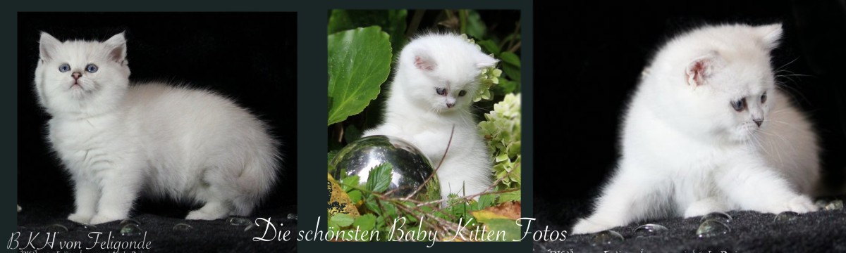 Die schönsten Kitten - Baby Fotos