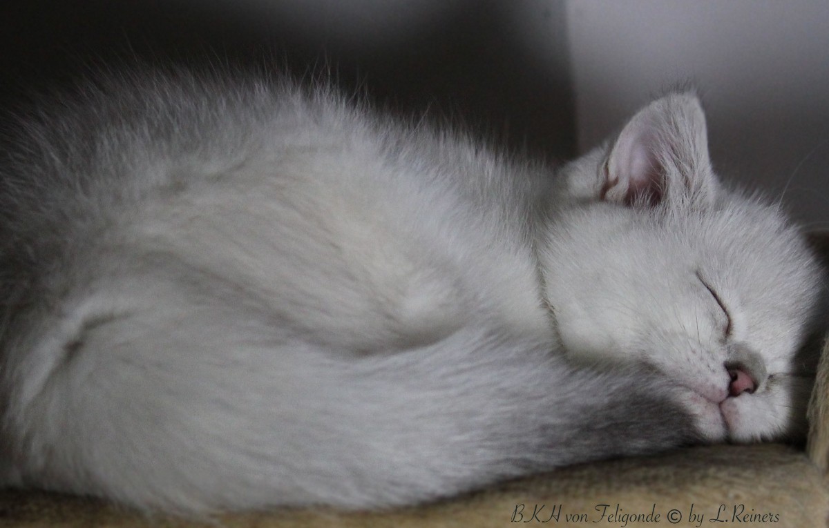 Schlafendes Kitten