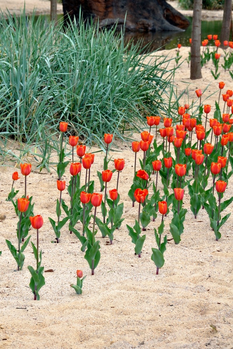 Tulpen im Sand