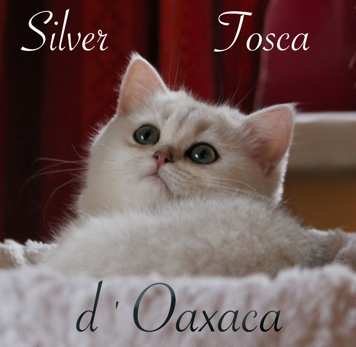 Silver Tosca d'Oaxaca