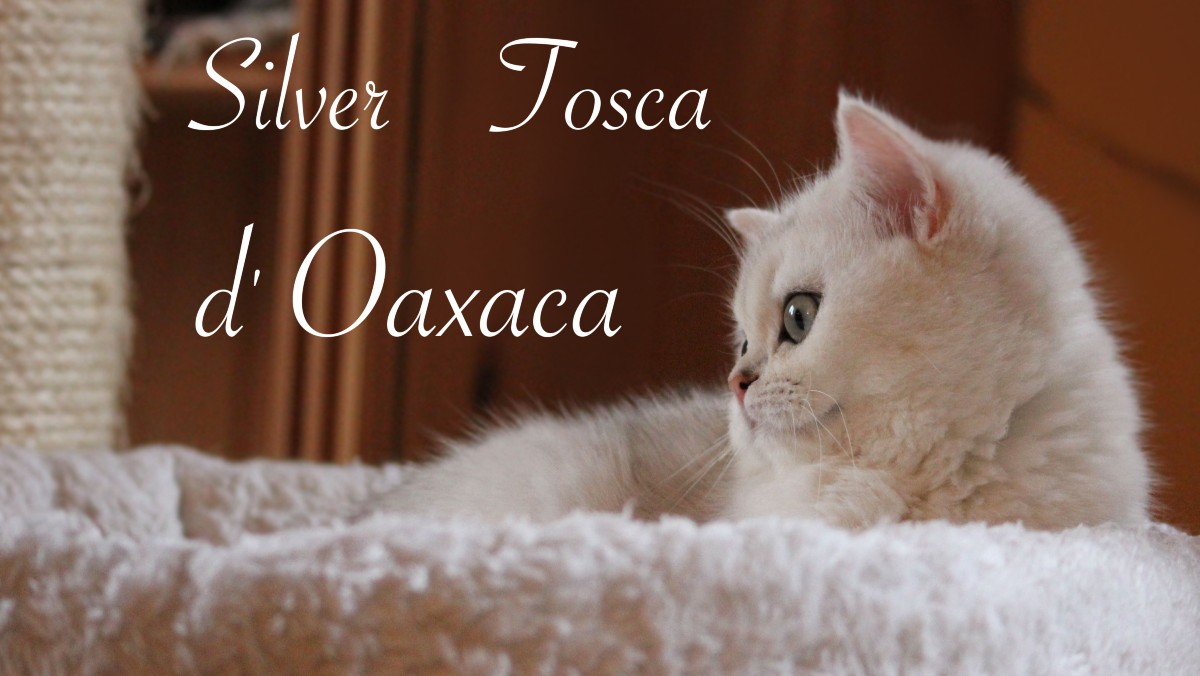 Silver Tosca d'Oaxaca