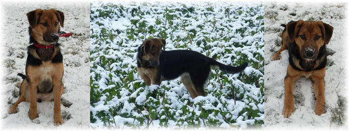Lucy im Schnee