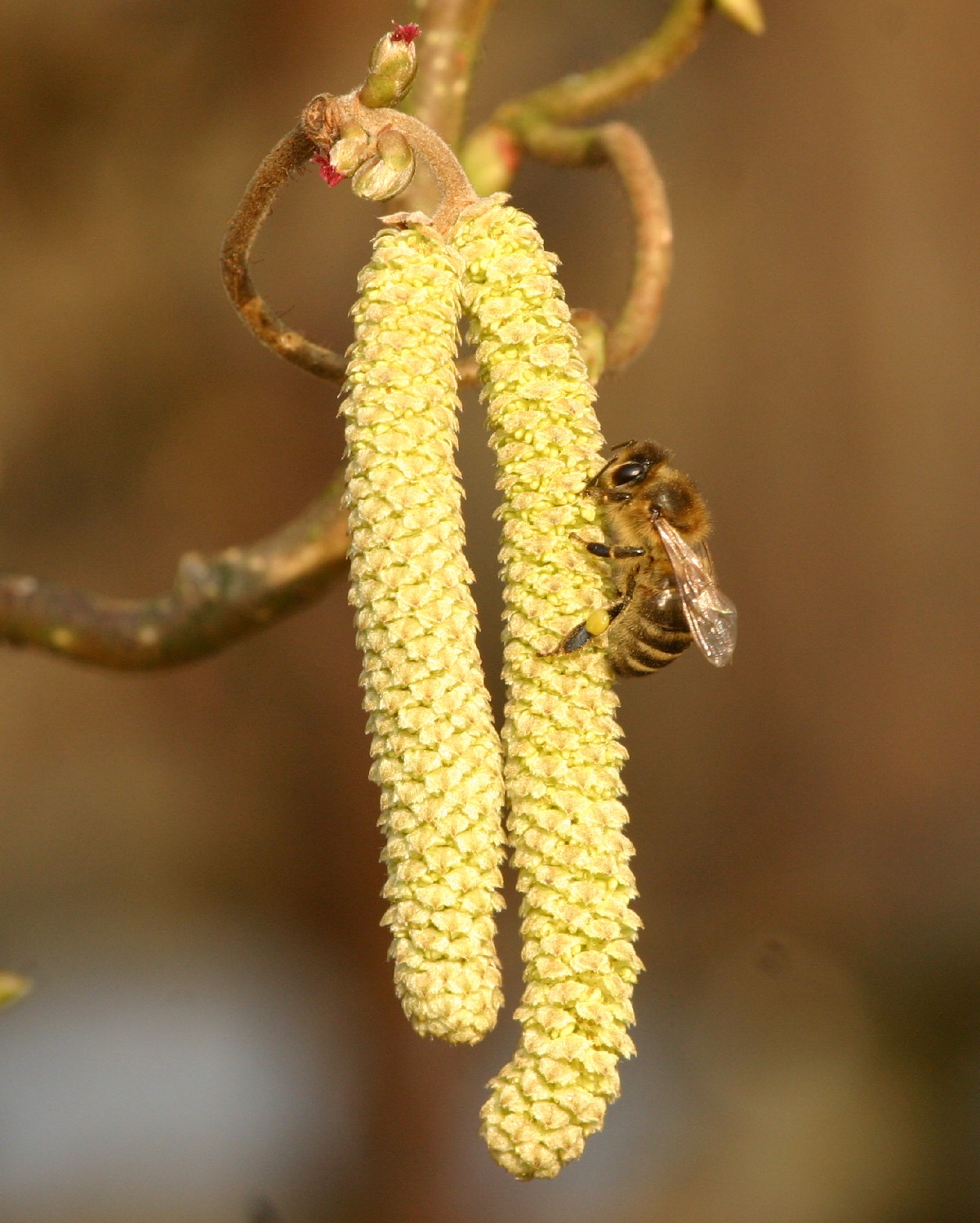 Pollensammlerin Hasel