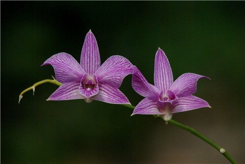    Catleya-Orchidee   