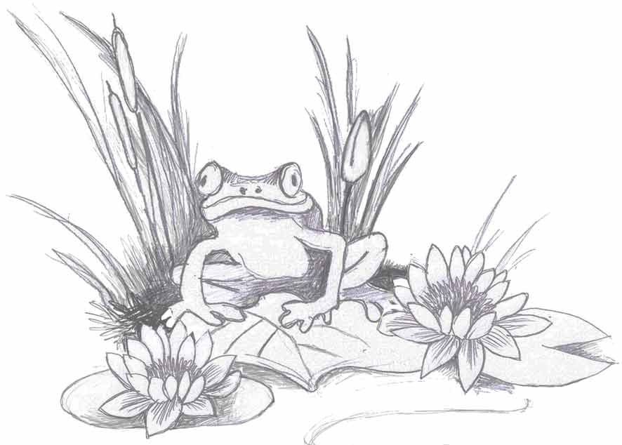 Zeichnung Frosch